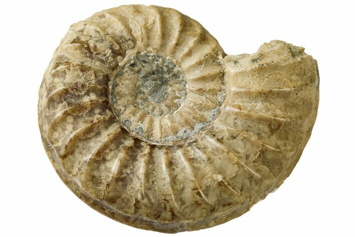 Jurassic Ammonite (Hildoceras) - England #189651